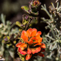 Castilleja latifolia