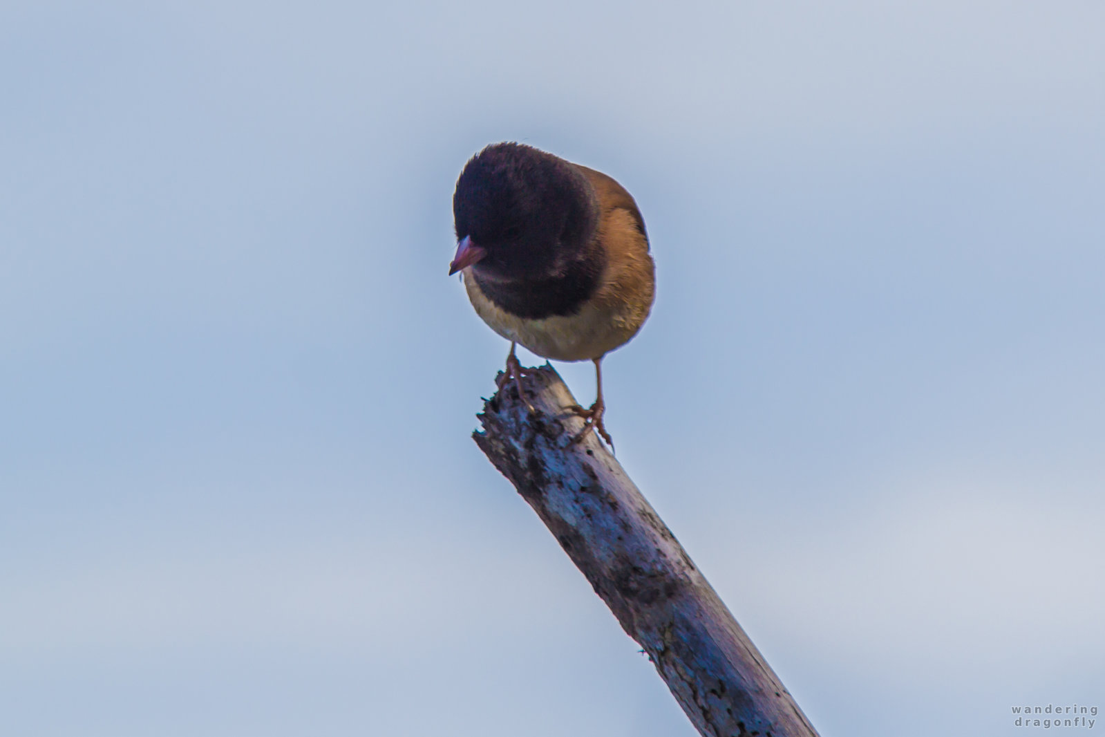 Tiny little bird -- bird, branch, sky