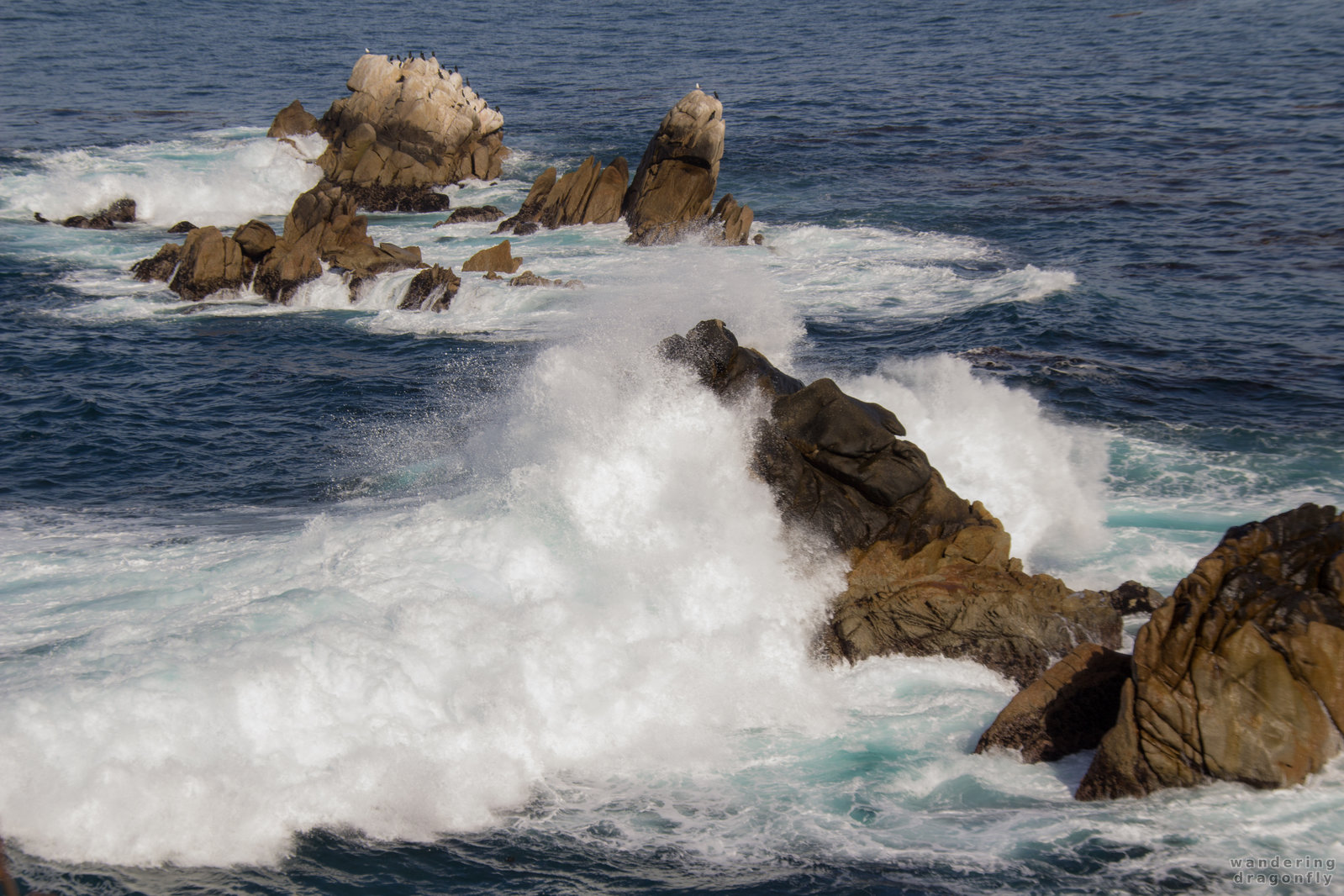 Crashing wave -- bird, cormorant, crashing wave, ocean, rock, water drops, wet cliff