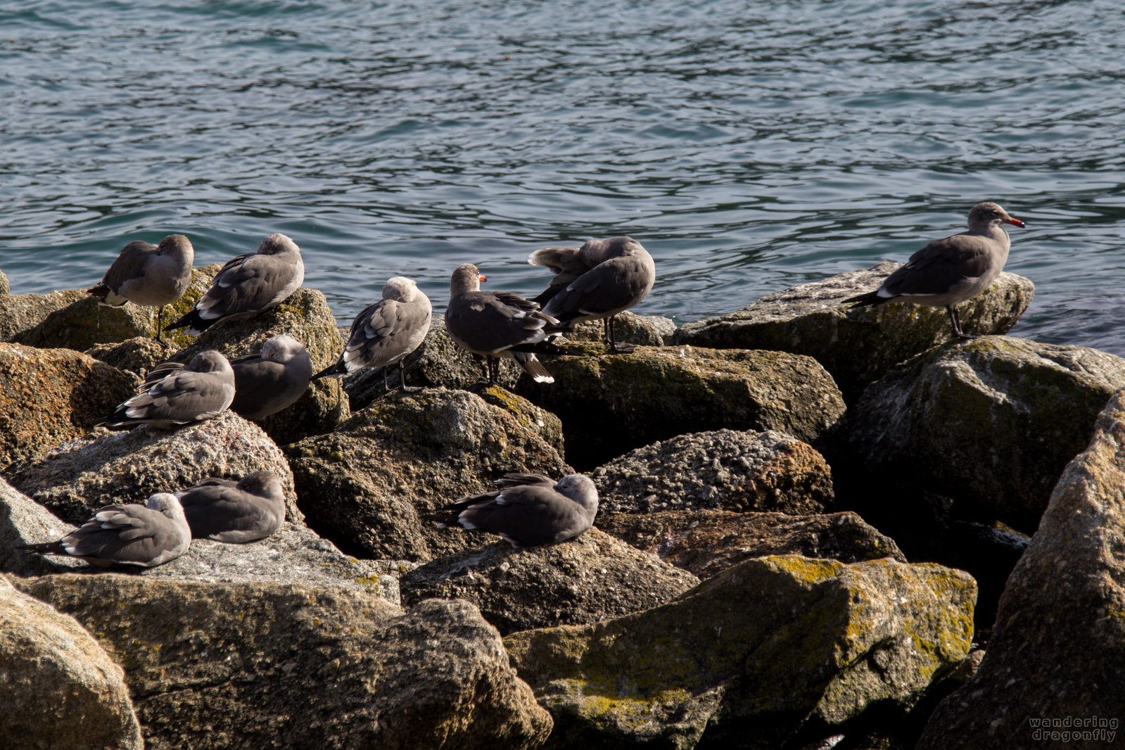 Siesta in gull-style -- bird, cliff, gull, ocean, rock, siesta, water