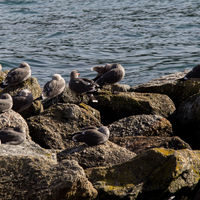 Slatebacked western gulls.