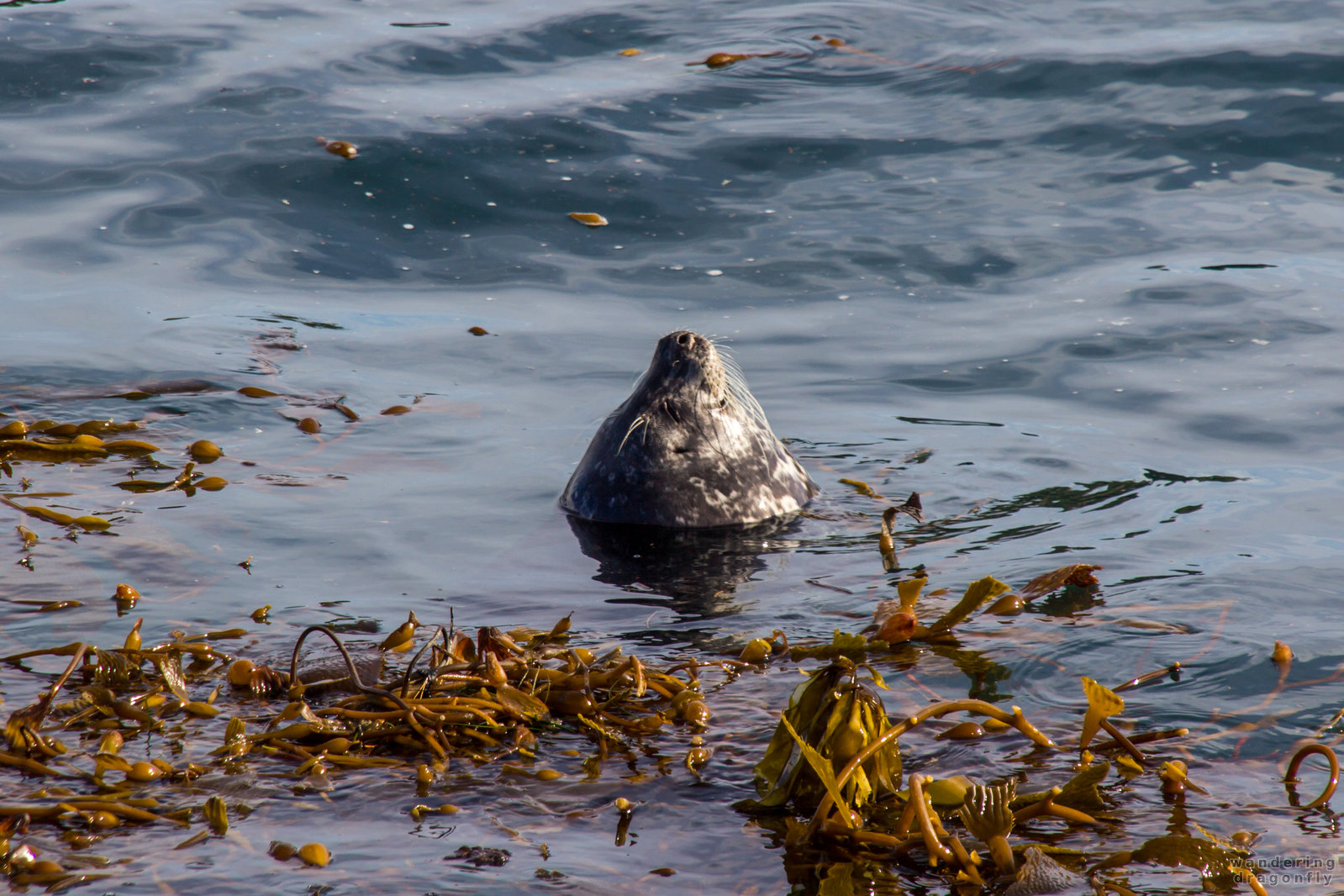 Moustached diver -- harbor seal, kelp, moustache, ocean, seaweed, water