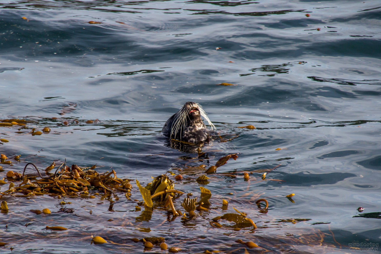 How to sleep vertically agape :) -- harbor seal, kelp, moustache, ocean, seaweed, siesta, water