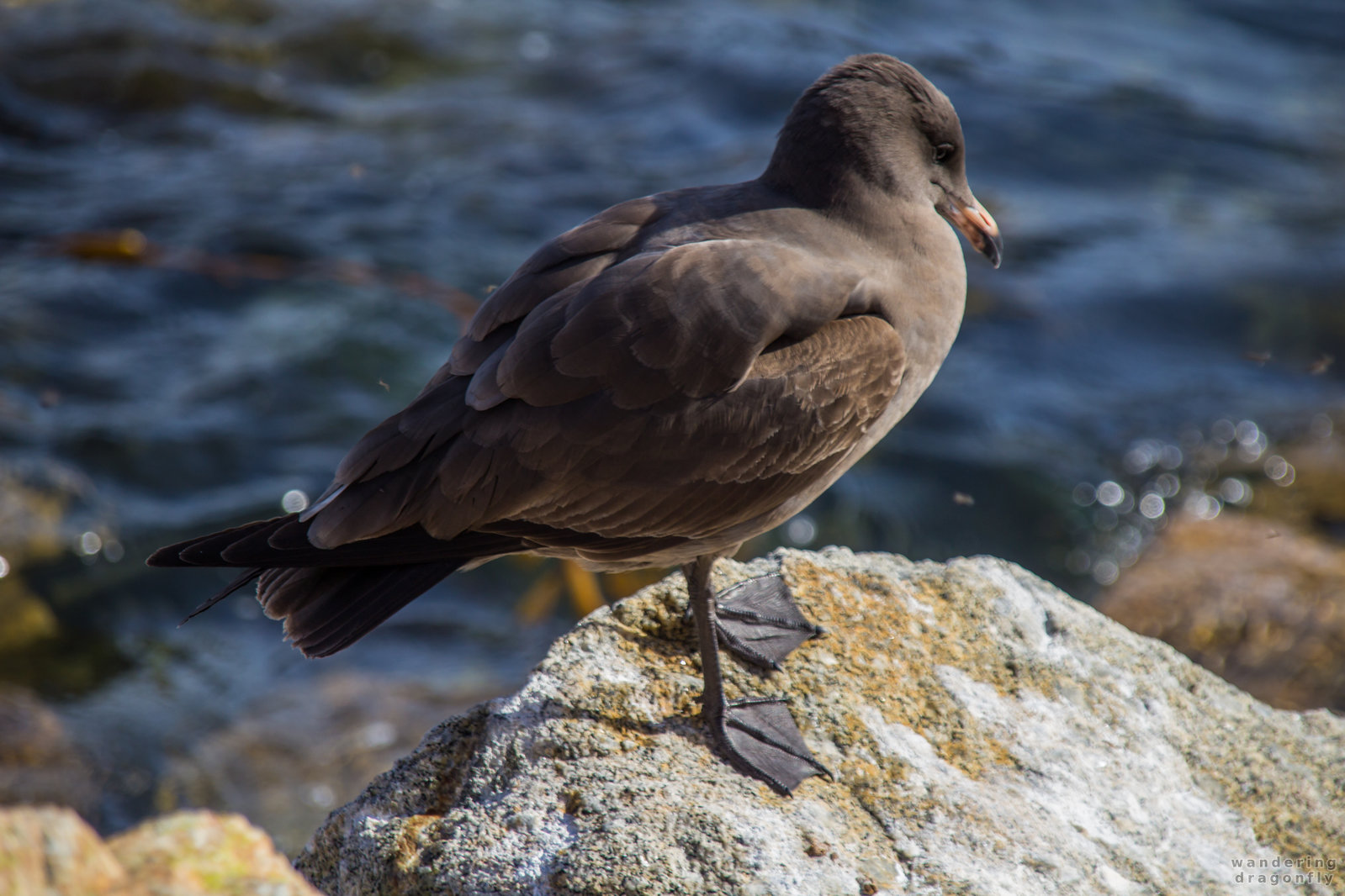 The shy -- bird, cliff, gull, ocean, rock, water