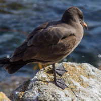 Western gull.