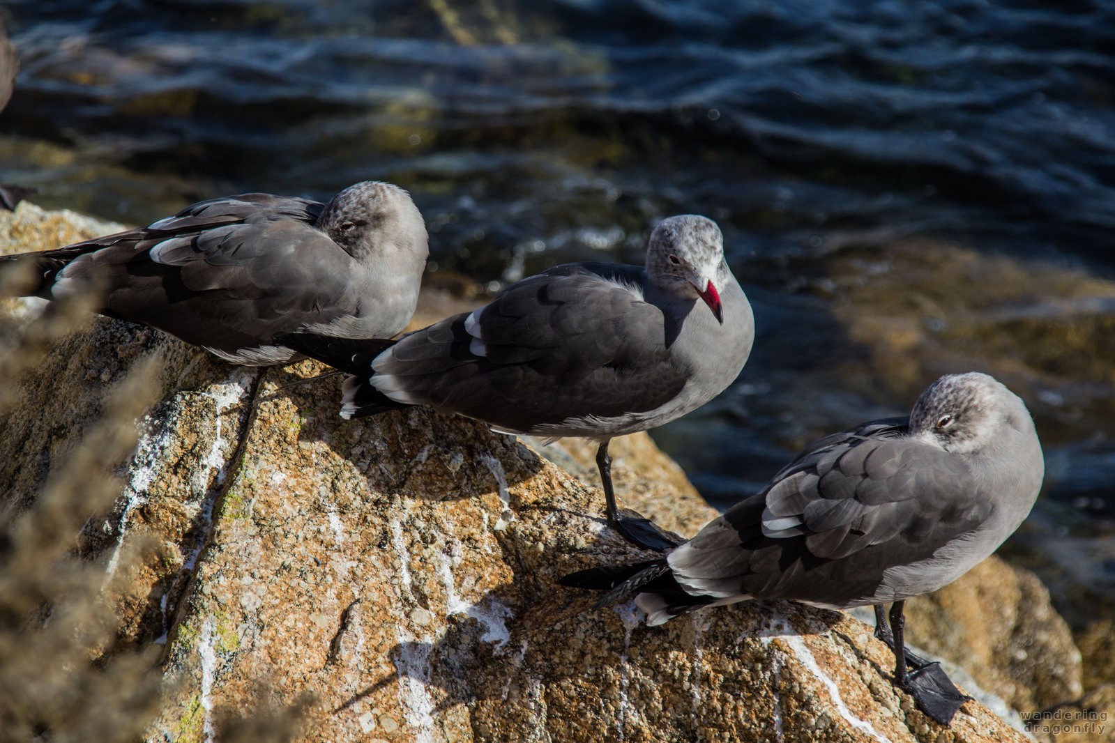 The triad -- bird, cliff, gull, ocean, rock, water