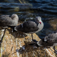 Western gulls.