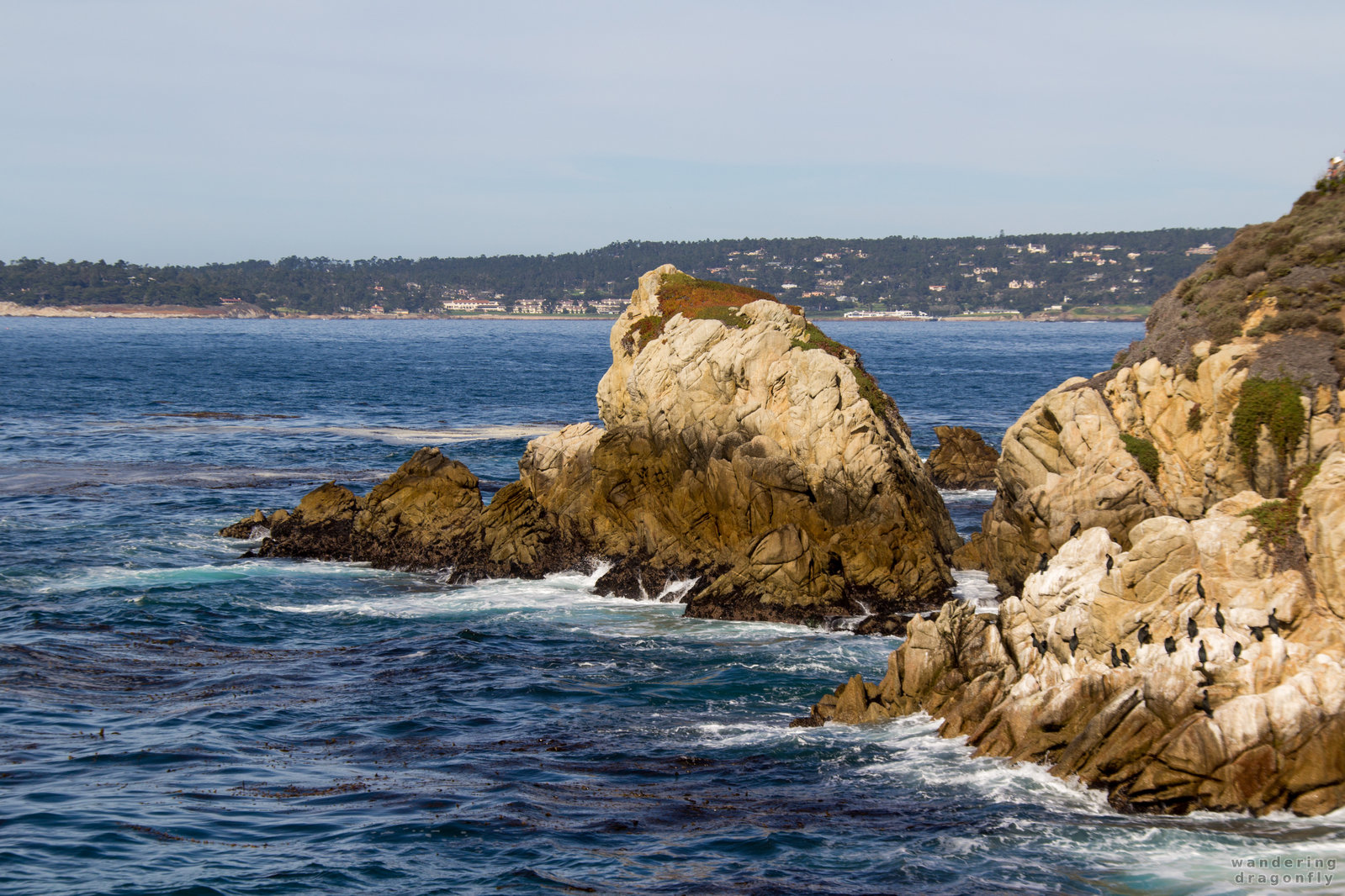 Carmel Bay behind the cliffs of Granite Point -- bird, cliff, cormorant, ocean, rock, water