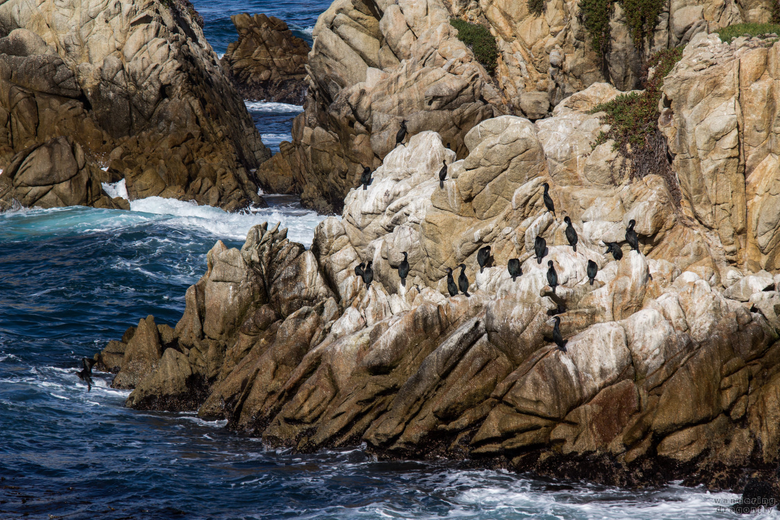 Sunbathing cormorants -- bird, cliff, cormorant, ocean, rock, water