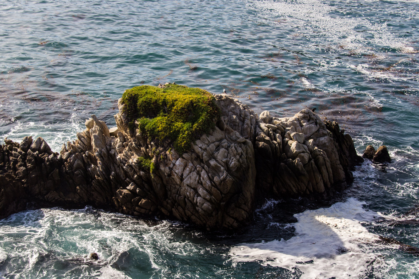 Cliff covered with a patch of ice plant -- cliff, ice flower, ocean, rock, water