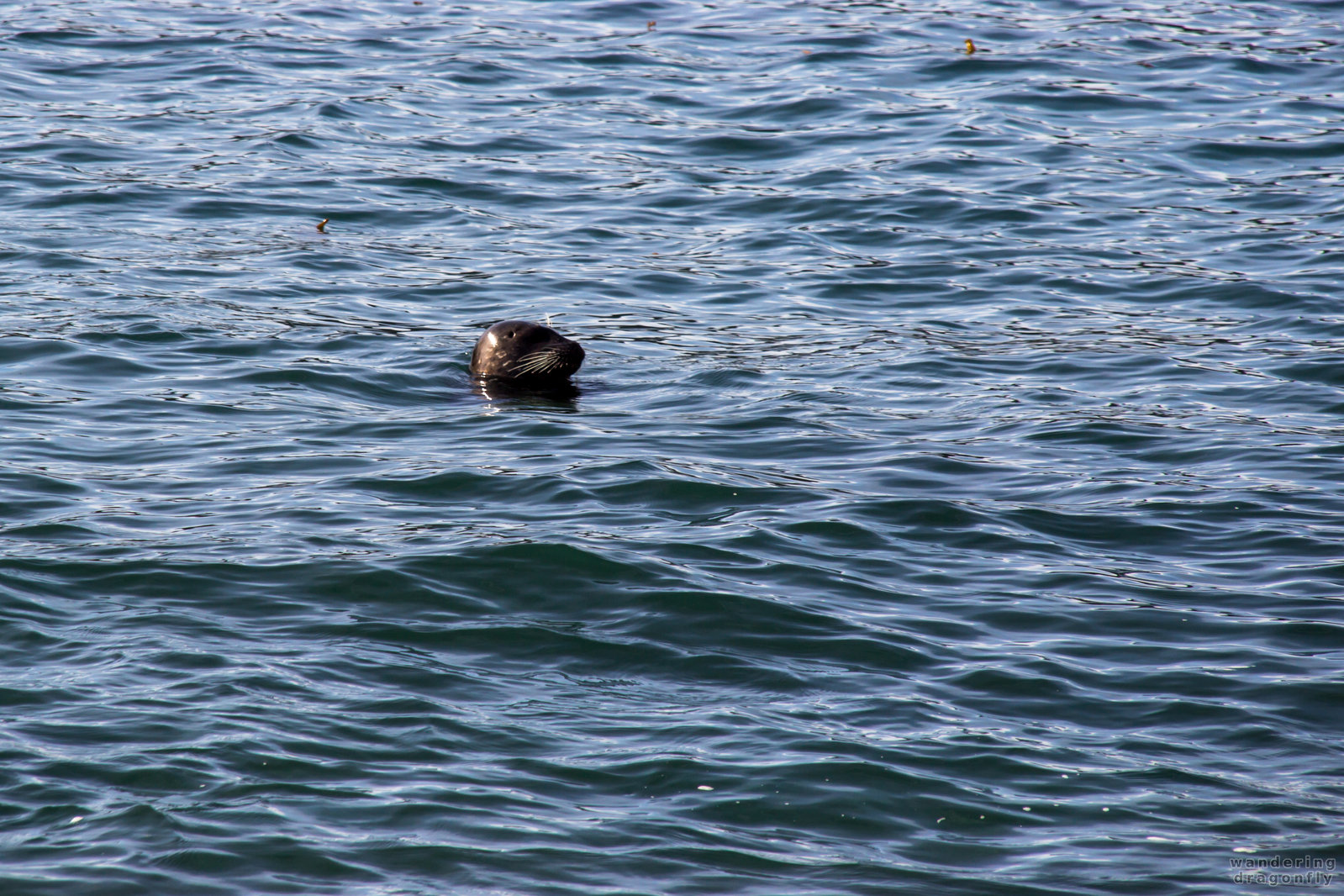 Swimming seal -- harbor seal, ocean, water