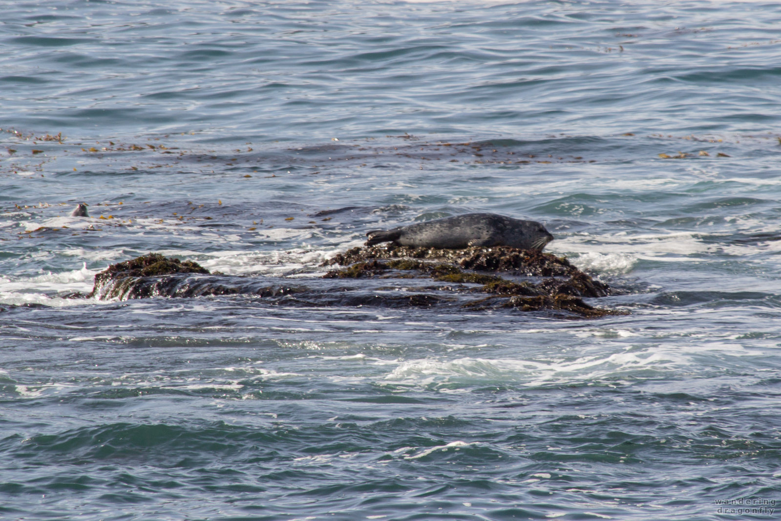 Basking on the rock -- harbor seal, ocean, rock, water, wet cliff