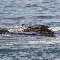 Harbor Seals are smaller than sea lions and look like swollen cigars.

Unlike sea lions, their ears are not visible, and the short rear flippers, which point away from the body, are unsuited for moving about on land. They are usually silent, and love to bask on rocks just above the water.