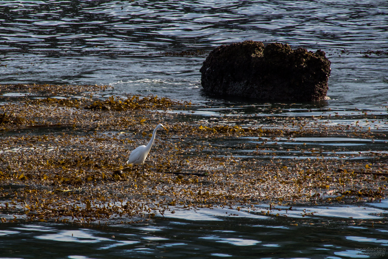 Walking on kelp -- bird, egret, kelp, rock, seaweed