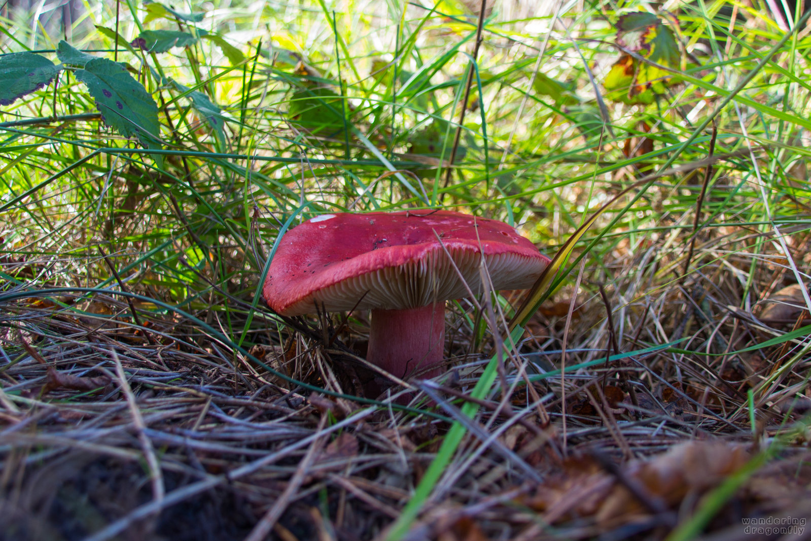 Lurking red mushroom -- grass, leaf, mushroom, red