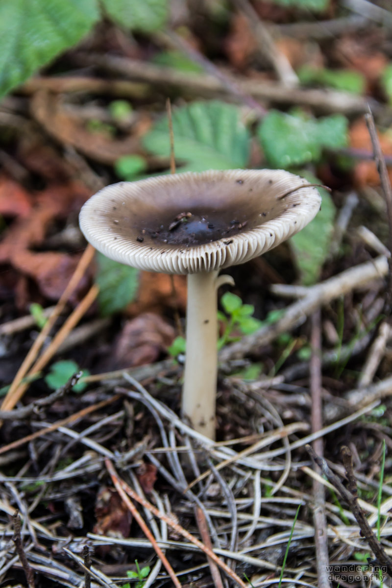 Lofty brown-white mushroom -- brown, grass, leaf, mushroom, white flower