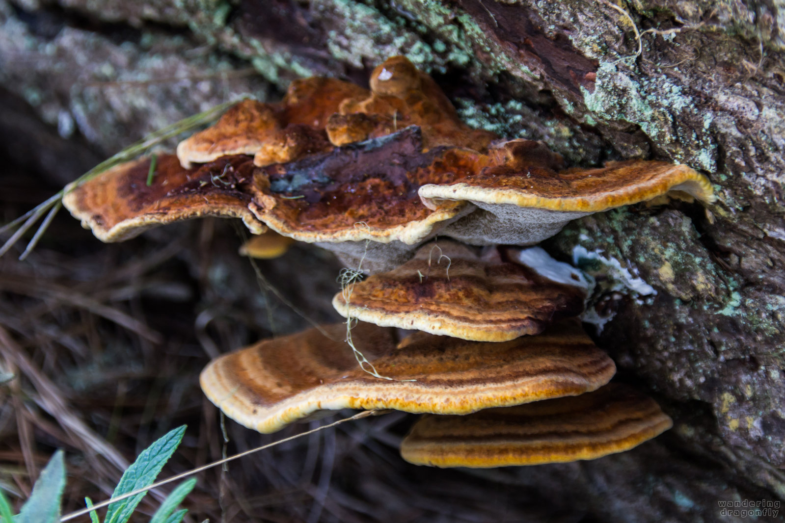 Mulit-colored bracket fungi -- bracket mushroom, orange, yellow