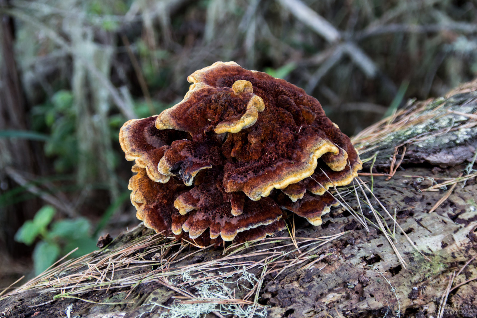Reddish bracket fungi -- bracket mushroom, red, tree trunk, yellow