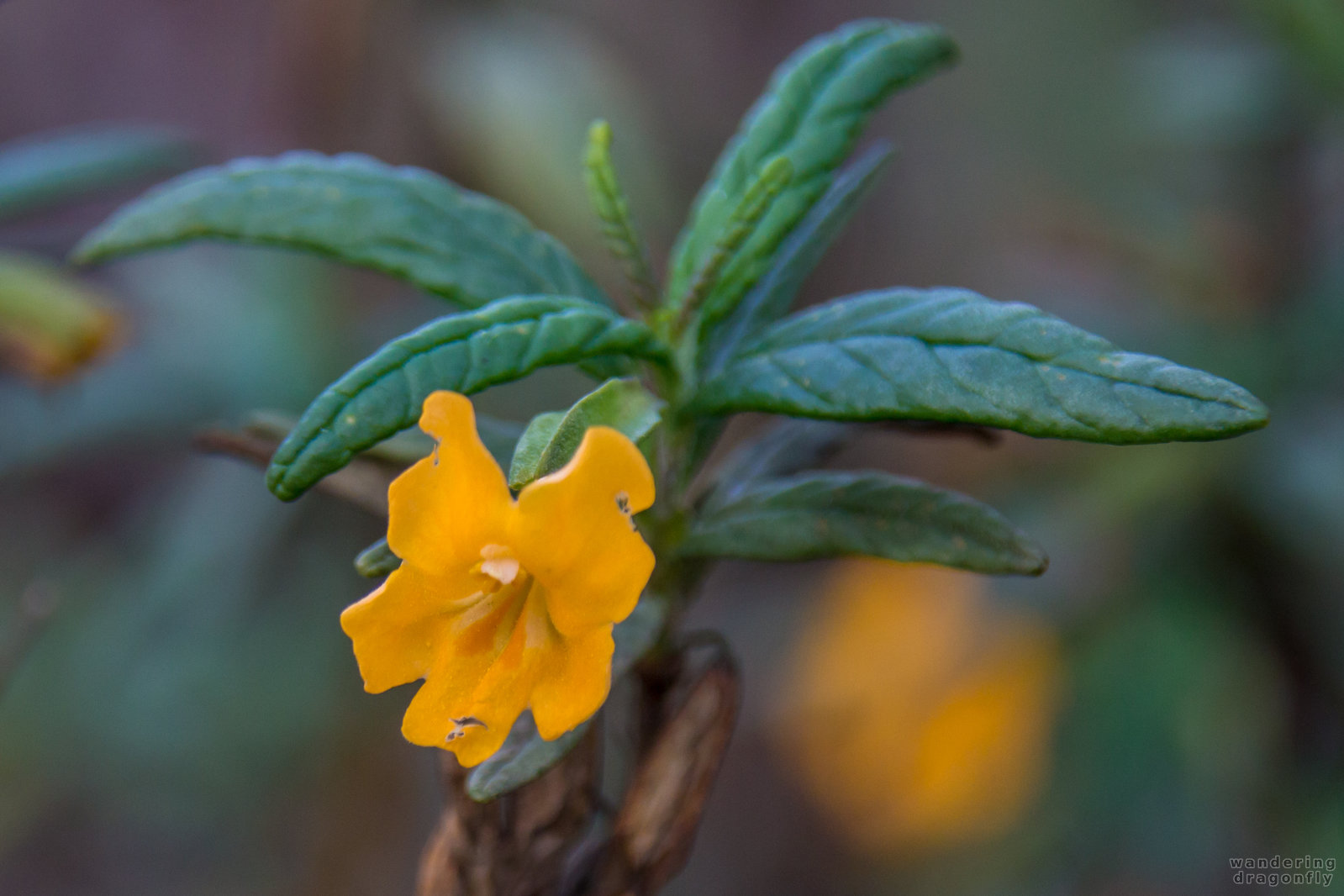 Sticky monkey flower in vivid apricot color -- apricot, flower, leaf, yellow