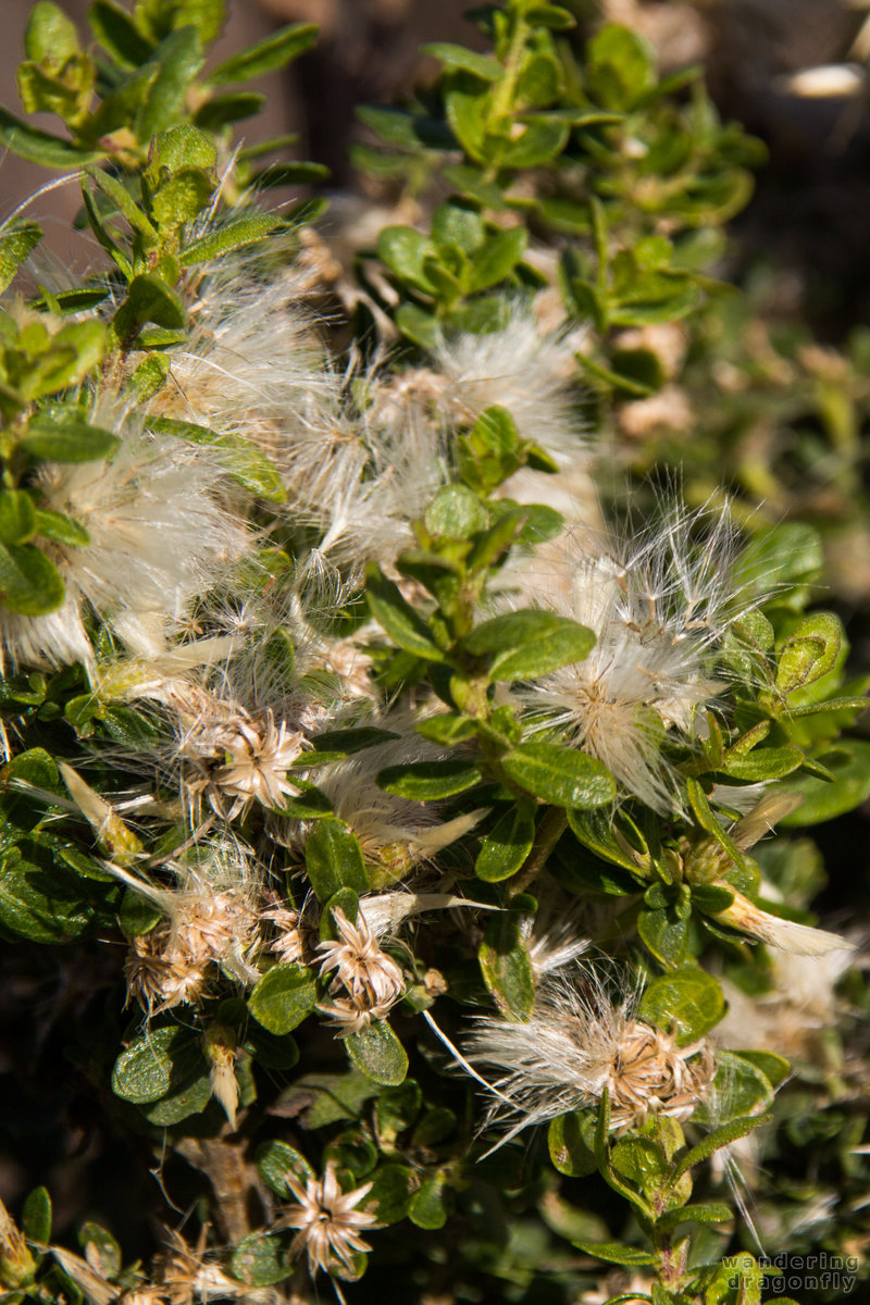 Hairy seeds -- leaf, seed, white flower