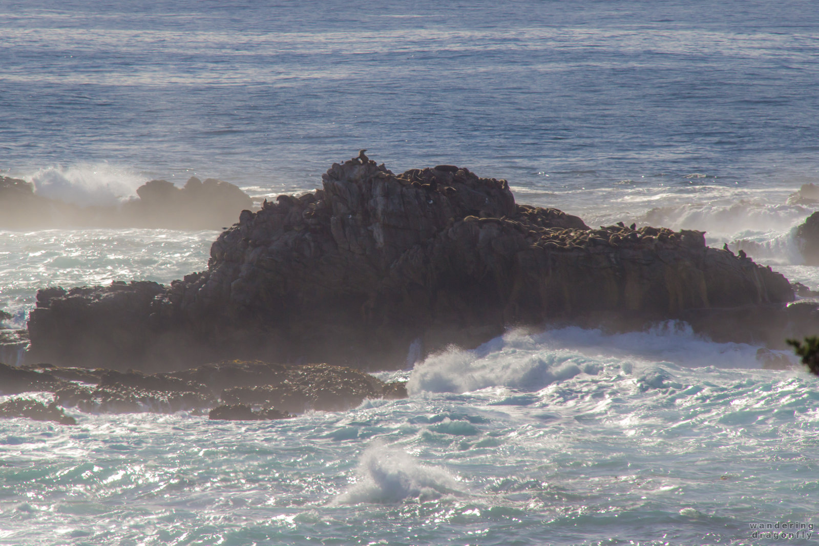 Cliff of the sea lions -- cliff, ocean, rock, sea lion, water, wave