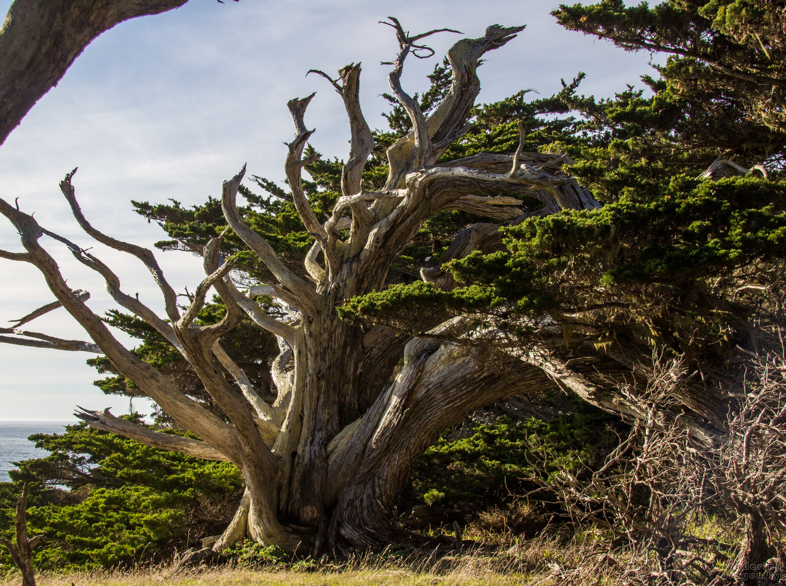 Ghost tree -- dead tree, monterey cypress