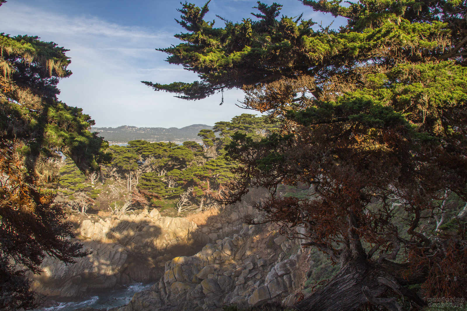 Afternoon lights in the Allan Memorial Grove -- cliff, forest, monterey cypress, rock, tree