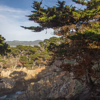 A.M. Allan and his wife were the owners of Point Lobos whose foresight and decades-long work led to its protection and in 1933 it became part of the new state park system.