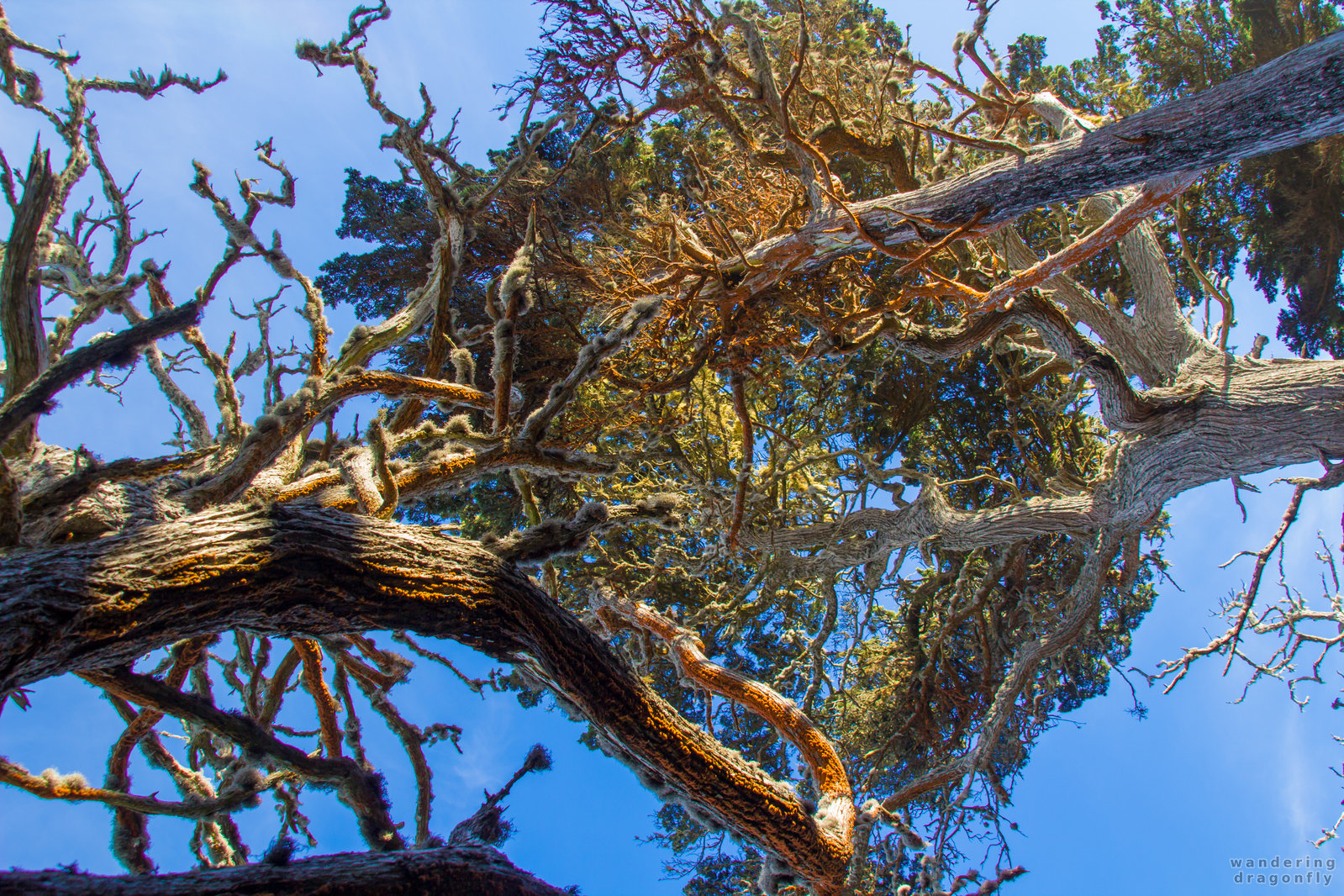 Clinging together -- green algae, monterey cypress, orange, sky, tree