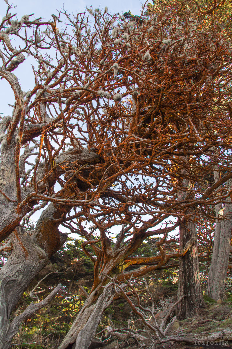 Green algae in camouflage -- green algae, monterey cypress, orange, red, tree