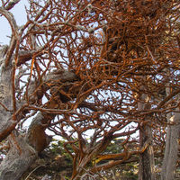 The orange, velvety stuff on the tree is green algae. Its orange color comes from carotene, a pigment which also occurs in carrots. The plant does not harm the trees.