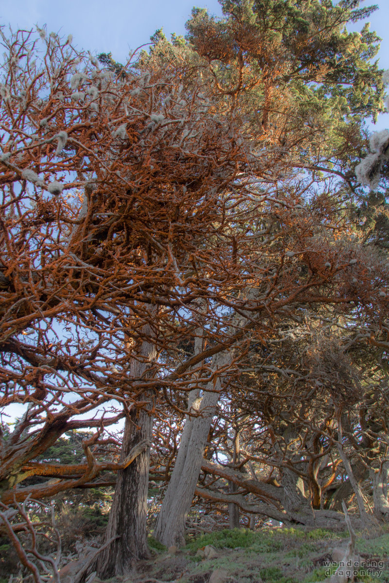 Color transition -- green algae, monterey cypress, orange, red, tree