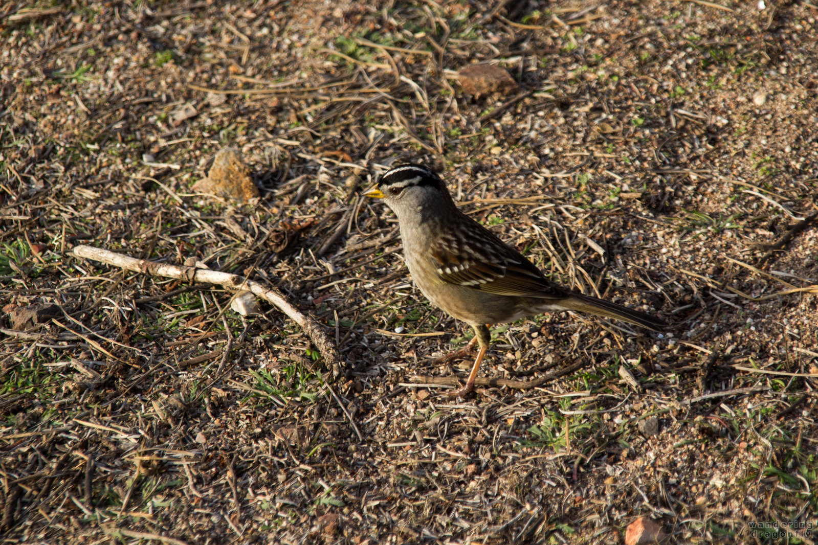 White-crowned sparrow -- bird, sparrow