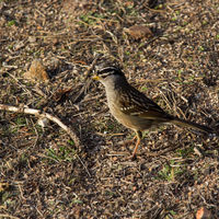 The smart black-and-white head makes them easy to identify. They hop across the ground and through low foliage in brushy habitats.

Alaskan white-crowned sparrows migrate about 2,600 miles to winter in Southern California.