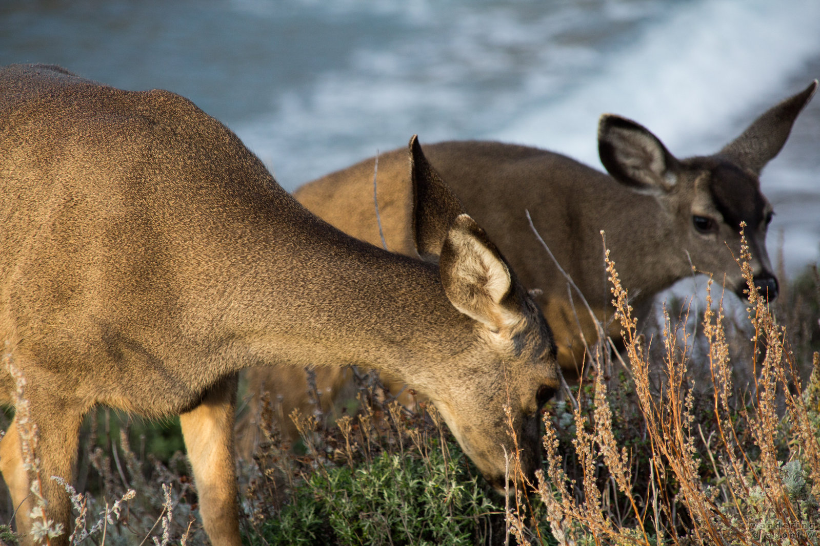 Golden fur -- animal, deer, grass, ocean, shore, water