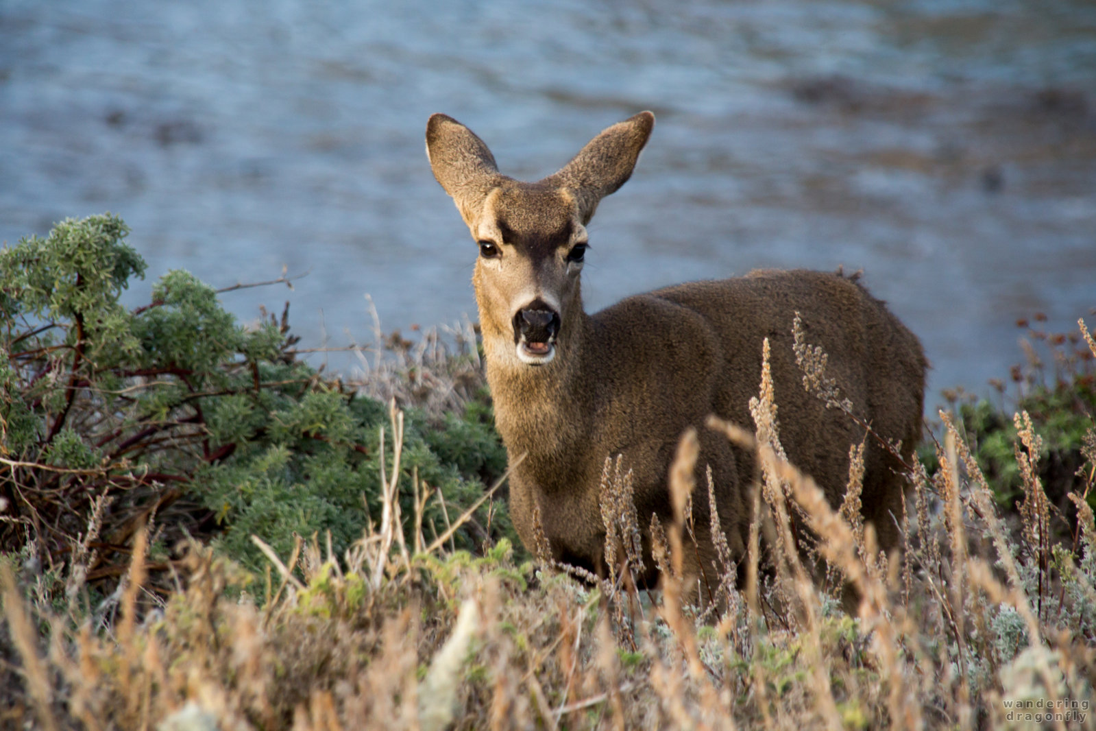 Munching -- animal, deer, grass, ocean, shore, water