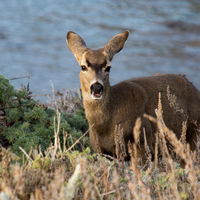 Black-tailed Mule Deer