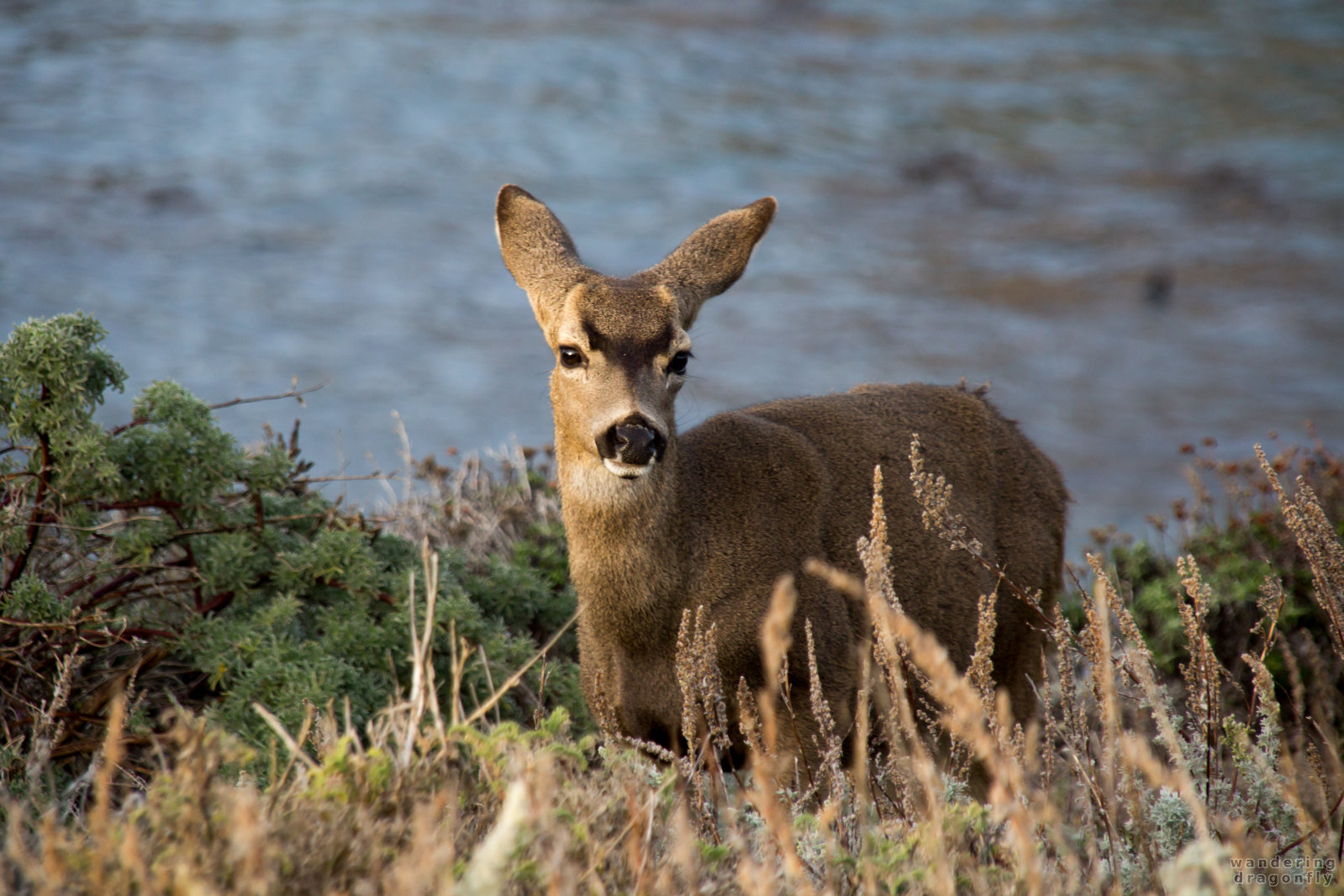 Isn't it cute? :) -- animal, deer, grass, ocean, shore, water