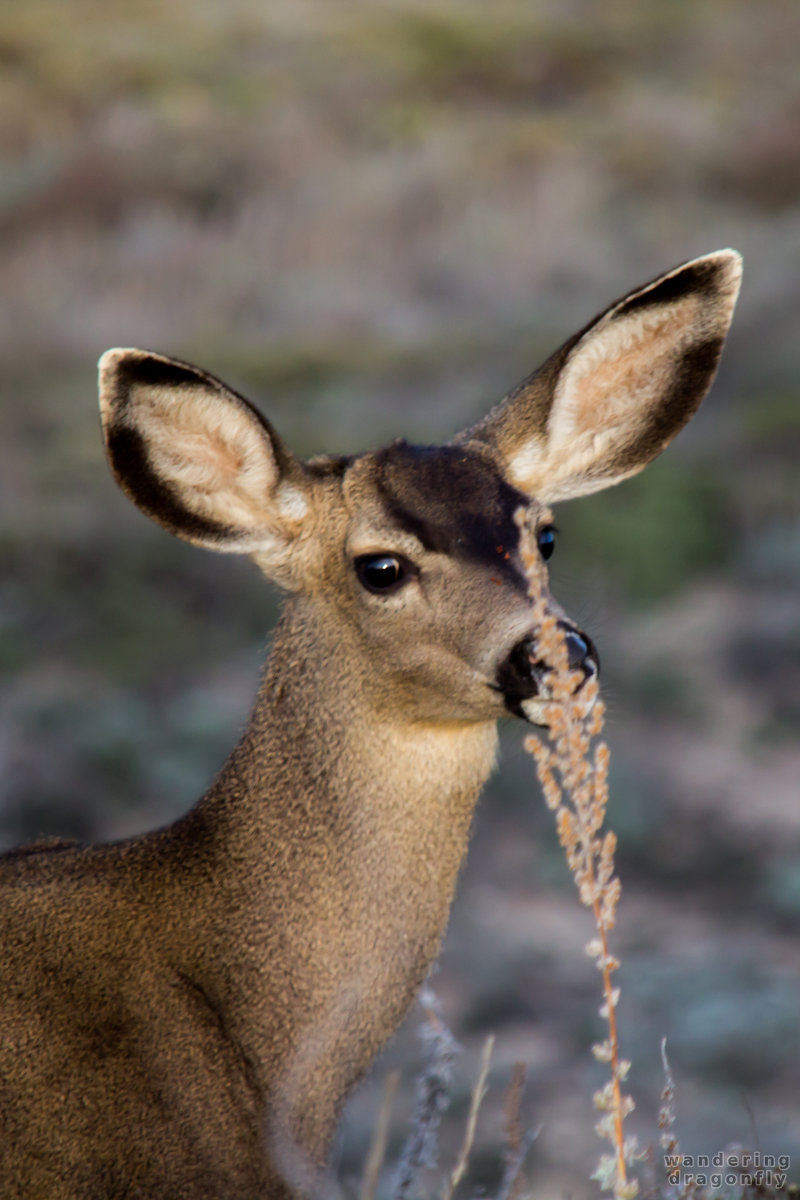 Huge ears -- animal, deer, grass, ocean, shore, water