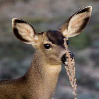 Black-tailed Mule Deer