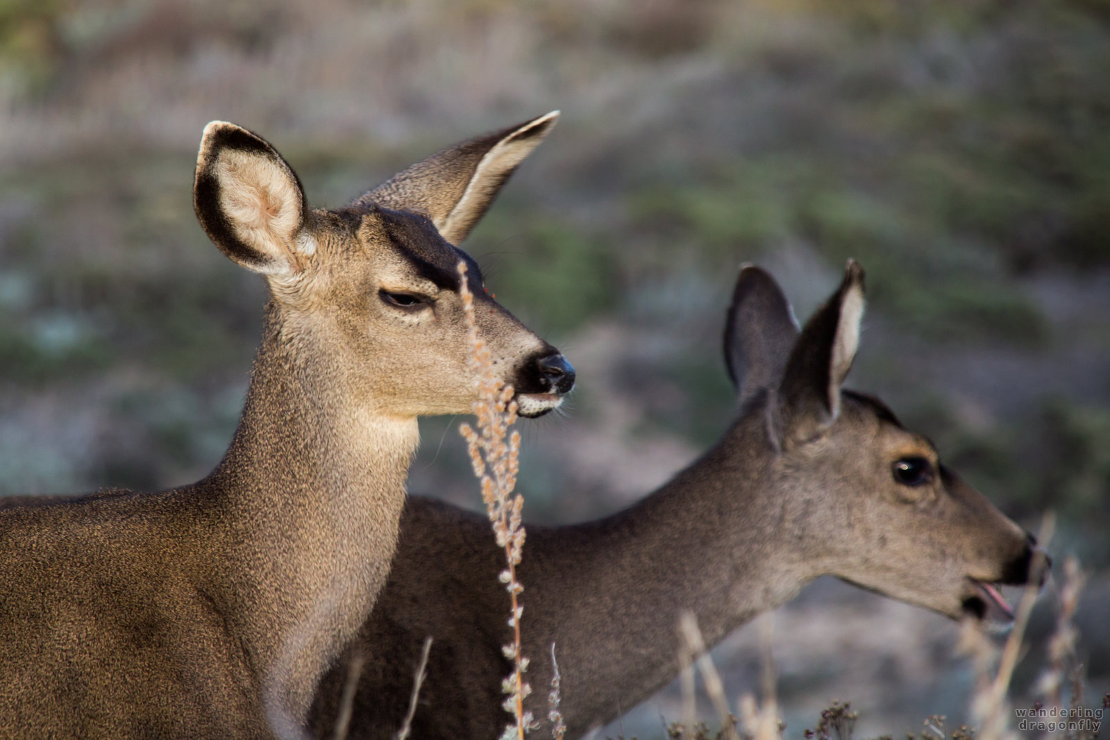 What do you want? -- animal, deer, grass, ocean, shore, water