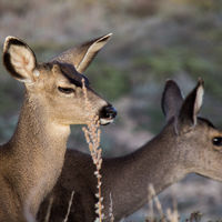 Black-tailed Mule Deers