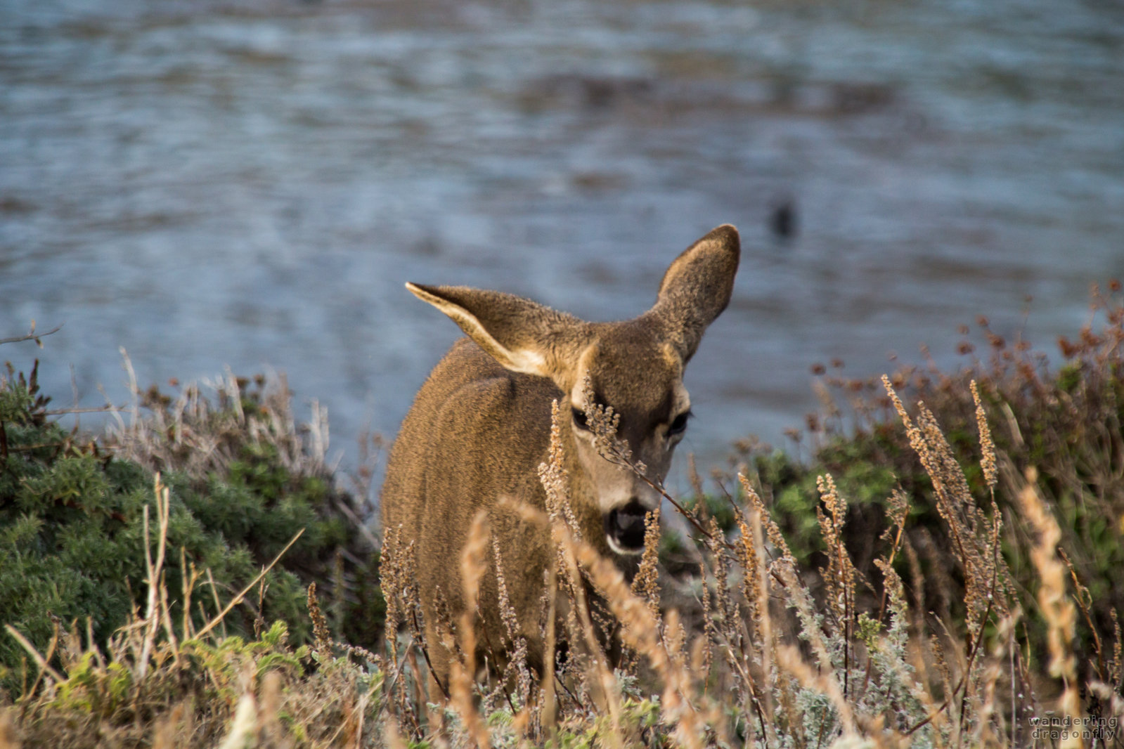 Drooped ear -- animal, deer, grass, ocean, shore, water