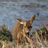 Black-tailed Mule Deer