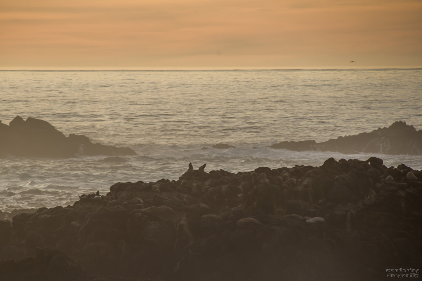 See lions at sunset on the Sea Lion Rocks -- cliff, ocean, rock, sea lion, twilight, water