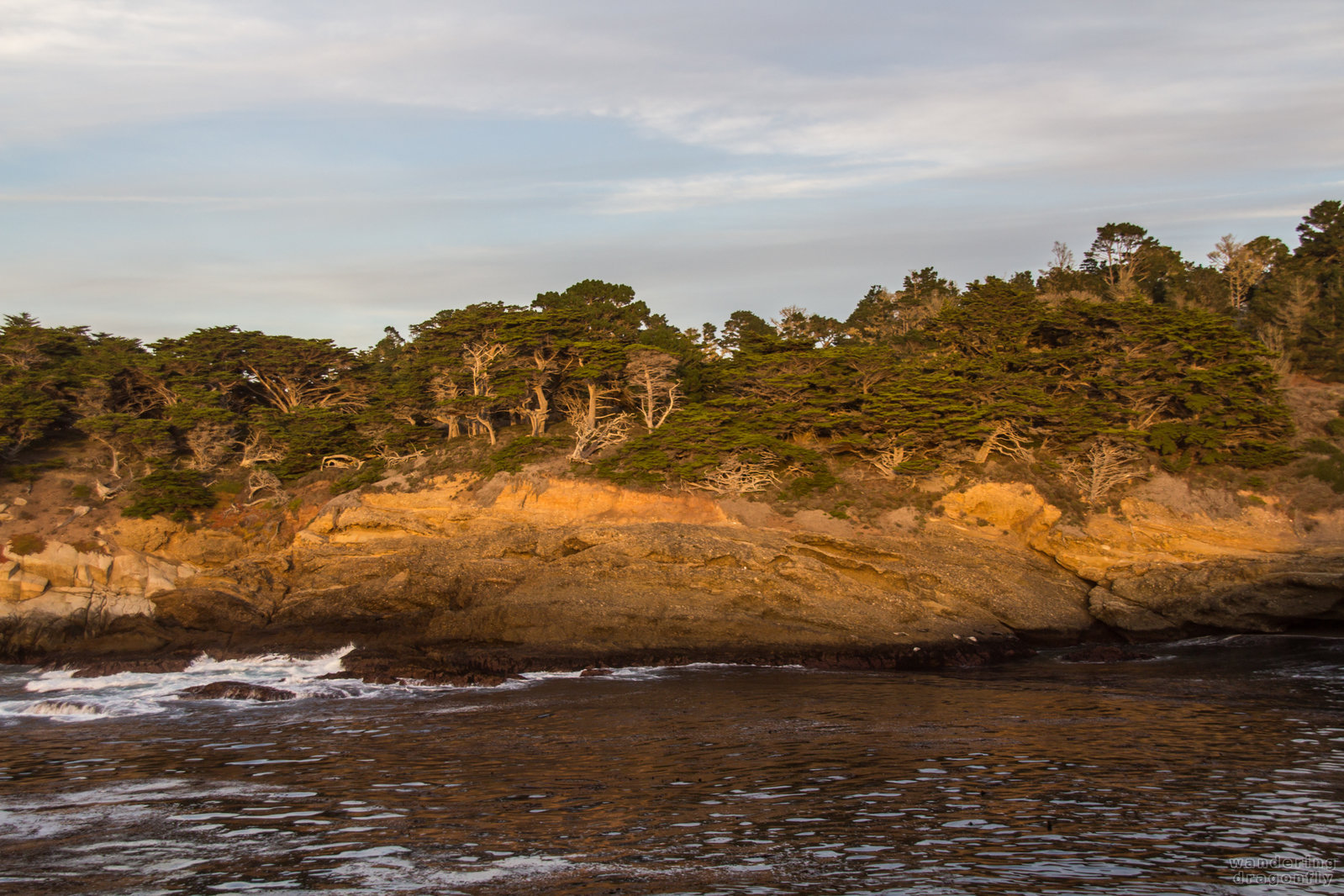 Late afternoon lights -- cliff, forest, monterey cypress, ocean, tree, twilight, water