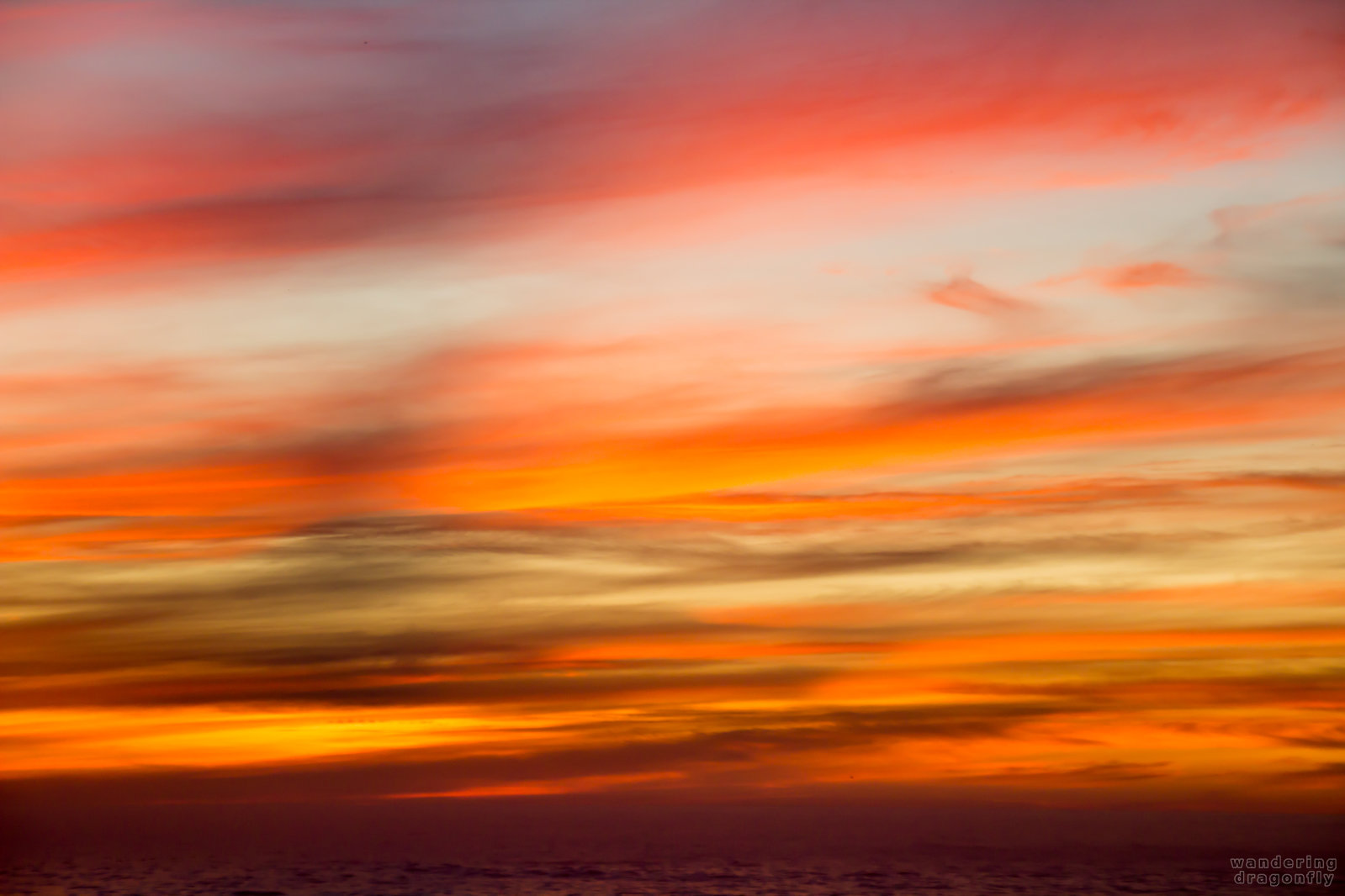 Sunset colors -- ocean, orange, pink, red, sunset, water, white flower, yellow