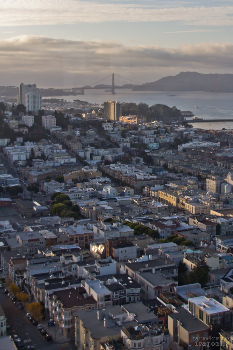 Houses of North Beach and Russian Hill in bird's eye view -- city, street, vista