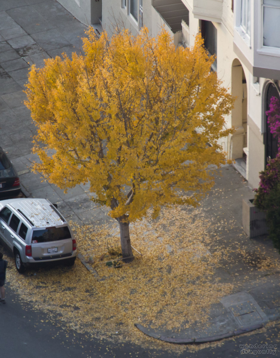Yellow leaves -- street, tree, yellow