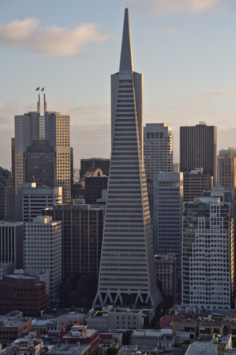 The Transamerica Pyramid in afternoon light -- building, skyscraper